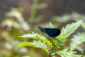  Dragonfly Wing Animal