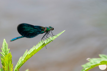  Dragonfly Wing Animal