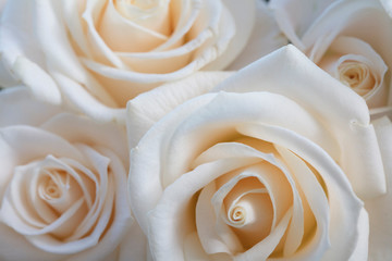 Elegant close up of a white rose background