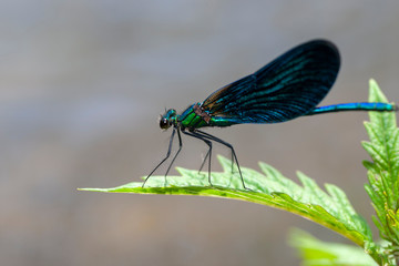  Dragonfly Wing Animal