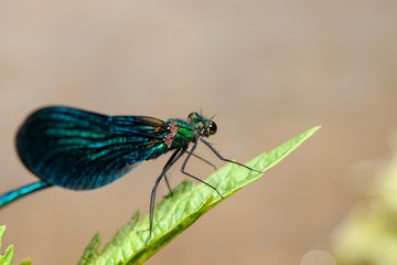  Dragonfly Wing Animal