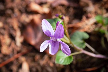 Some wild violet flowers blooming in the woods