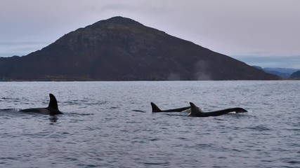 orcas and humpback whales hunting for herrings in the fjords of Norway in winter