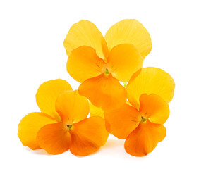 Orange Pansies