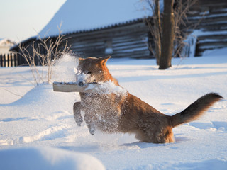Big dog playing with a log. The dog runs on a huge snowdrifts. Severe frost. Winter