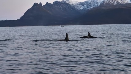 orcas and humpback whales hunting for herrings in the fjords of Norway in winter