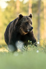 brown bear portrait.  bear close up.