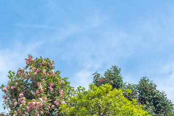 Obraz premium 満開の椿の花と青空