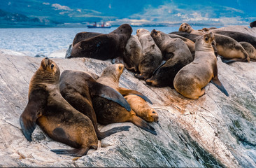 Seelöwen im Beagle-Kanal vor Ushuaia