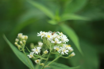 花の蜜を吸うハチ