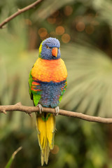 Lori, small Parrot