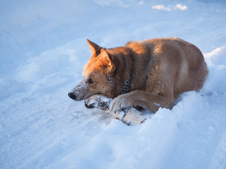 Big dog playing with a log. The dog lies in a huge snowdrift. Severe frost. Winter