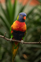 Lori, small Parrot