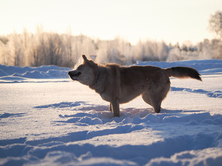 Fototapeta na wymiar Big dog shakes off the snow. Large snow drifts. Severe frost. Winter