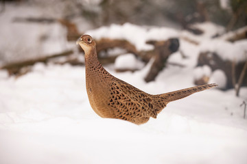 Pheasant in the Snow