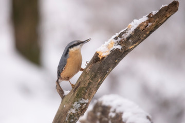 Nuthatch, Sittidae