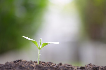 Young green plant growing