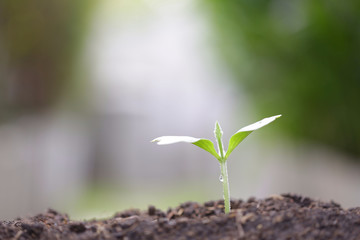 Young green plant growing