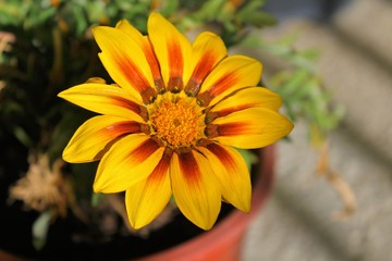 Sunny Day Flower (HD)