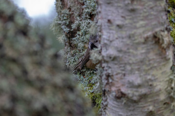Crested tit, Lophophanes cristatus, passerine bird, perched and hidden on birch tree and lichen during snowless winter in scotland during january.