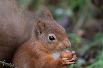 Red Squirrel, Sciurus vulgaris, close up portraits during winter in january with no snow in scotland, on ground and in birch tree.