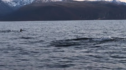 Orcas and humpback whales hunting for herrings in the fjords of Norway in winter