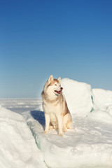 Gorgeous Siberian husky dog sitting on ice floe and snow on the frozen sea background.