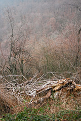 View of the forest in winter, with some large fallen trees.