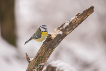 Tomtit, Cyanistes caeruleus