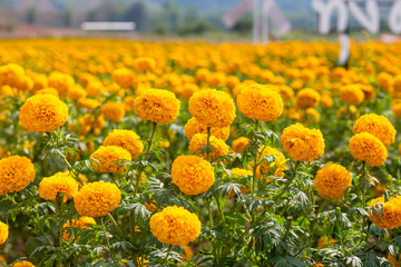 
Marigold field, Yellow flowers. Natural background.