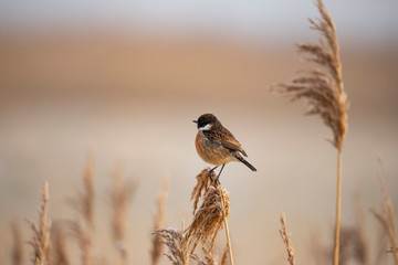 Reed Bunting,  Emberiza schoeniclus