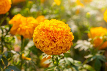 
Marigold field, Yellow flowers. Natural background.