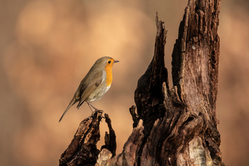 Robin