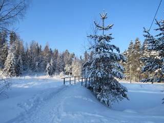 зима, снег, природа, солнечны день, мороз, деревья, ели, мост