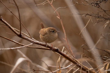 Wren, Troglodytes troglodytes