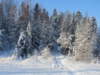 зима, снег, природа, солнечны день, мороз, деревья, ели