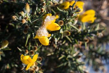Snoy Gorse Close