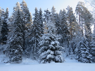 зима, снег, природа, солнечны день, мороз, деревья, ели