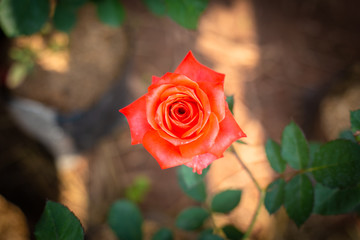 Close up of Rose pink rose, queen of flowers. Valentines’s gift. 