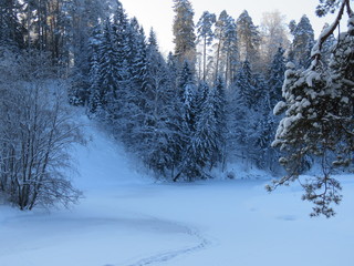 Fototapeta premium зима, снег, природа, солнечны день, мороз, деревья, ели