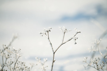 Delicate flower in cobwebs covered with white frost.   Soft selective focus.
