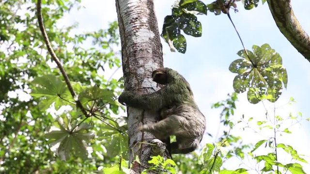 Mother sloth climbing down a tree in Costa Rica 