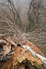 View of the forest in winter, with some large fallen trees.