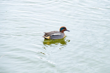 水上のコガモ Kogamo, Eurasian teal, on the pond in Japan.