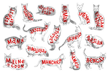 16 hand drawn cat breeds with lettering