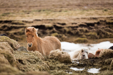 Islandpferde in freier Natur