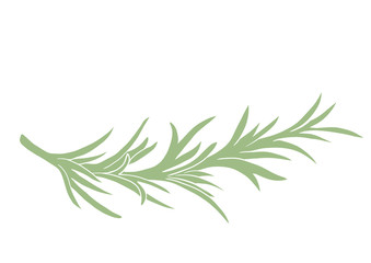 Rosemary herbal illustration