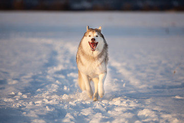 Crazy, happy and funny beige and white dog breed siberian husky running on the snow path in the winter field.