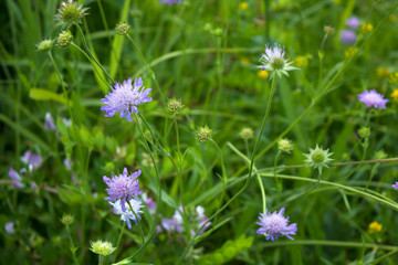 Blue wild flowers in the spring in the garden.
