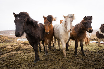 Obraz premium Islandpferde in freier Natur